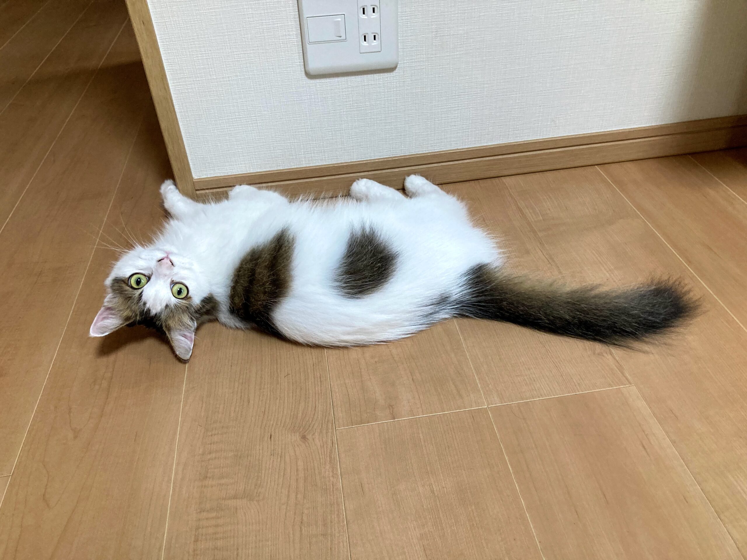 猫が落ちてる。