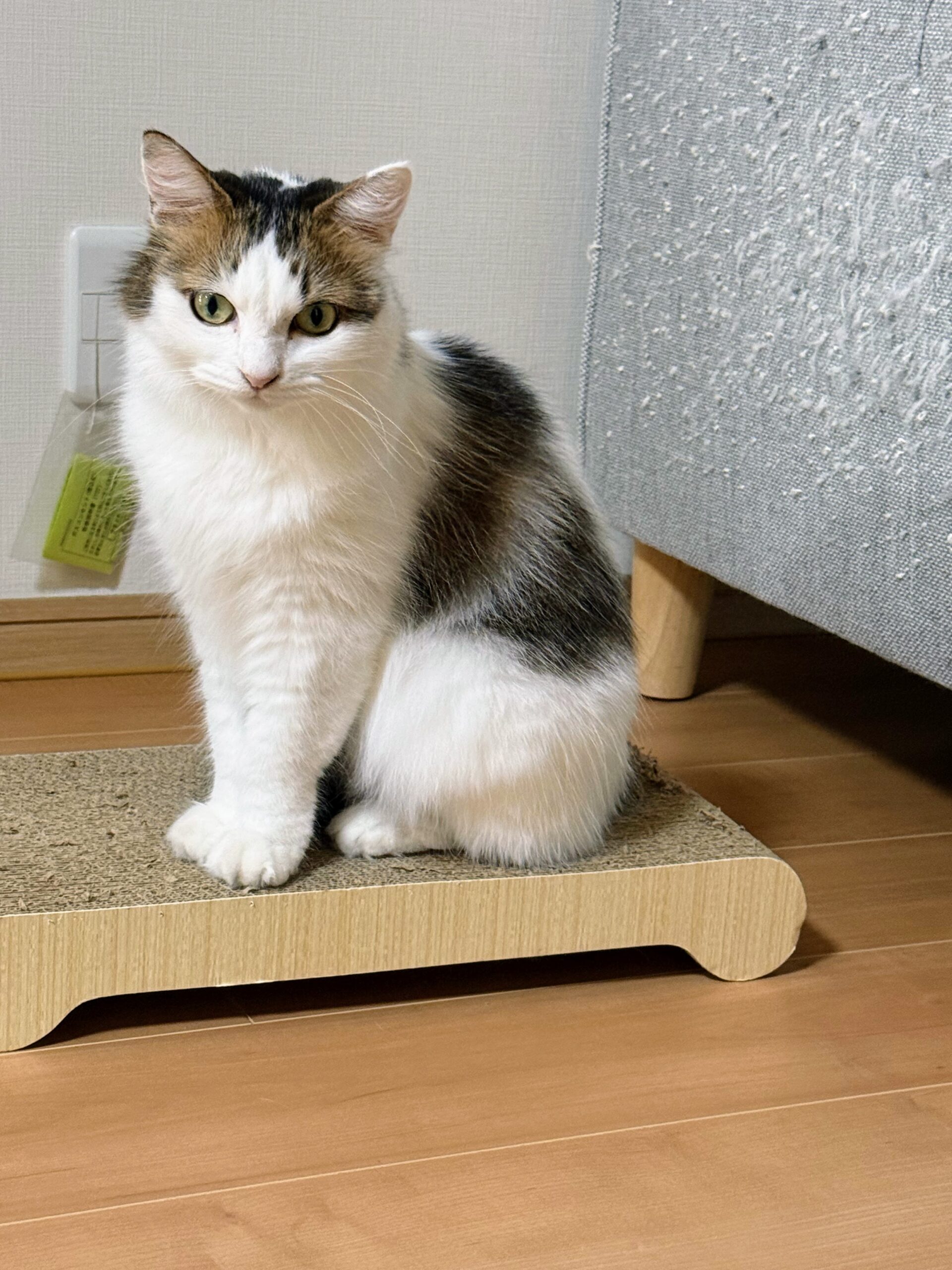 最近のまぁちゃんのお気に入りの場所