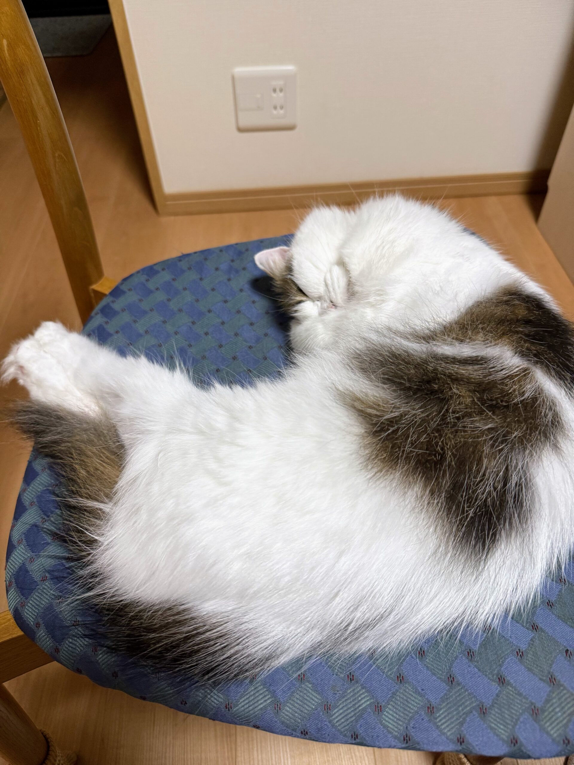 お休み中