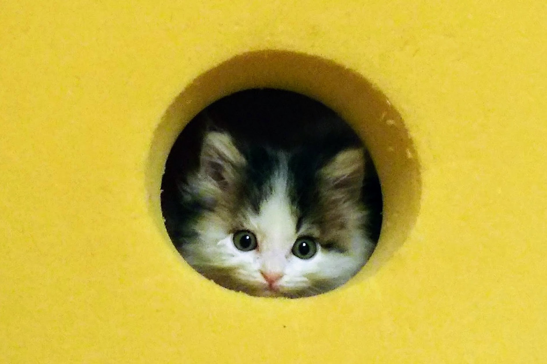 あけましておめでとうございます