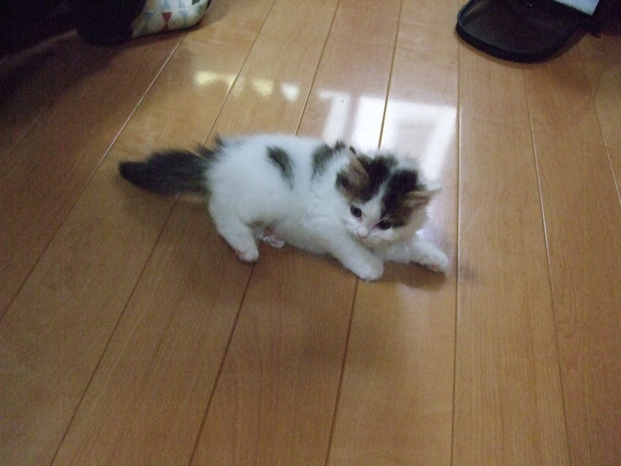 赤ちゃんまぁちゃん７